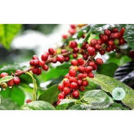 🔥🔥🔥ĐẶC BIỆT CÀ PHÊ LON ROBUSTA ( RANG BƠ) CHƯA XAY  TIỆN LỢI HỦ 200 G | BigBuy360 - bigbuy360.vn