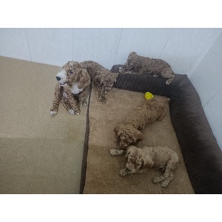 Sodog Bộ sofa cho thú cưng có thể giặt