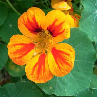 HẠT GIỐNG HOA SEN CẠN MIX ( TROPAEOLUM MAJUS )