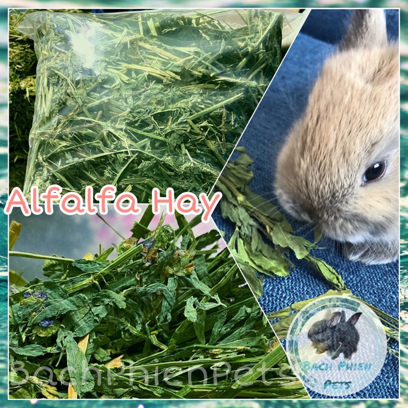 1KG Cỏ khô Alfalfa Hay Mỹ Lọc Bụi thức ăn cho Thỏ, Guinea Pig( Bọ ú,Chuột lang) dưới 6 tháng tuổi.