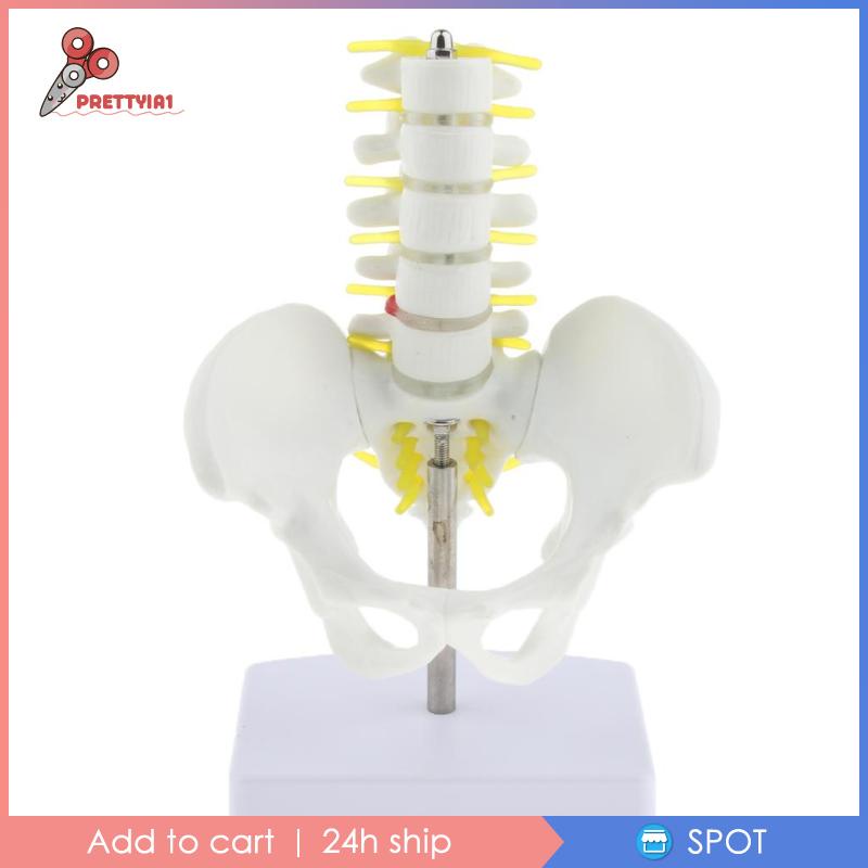 [Hàng mới về] Mô hình xương chậu với 5 đốt sống thắt lưng