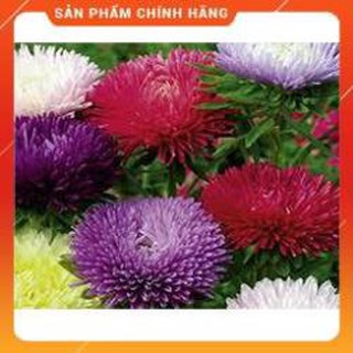 hẠT GIỖNG CÚC MAGIC NHIỀU MÀU GÓI 50 HẠT.