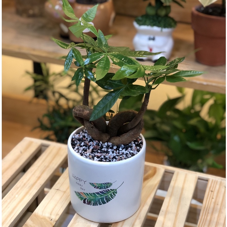 Cây Kim Ngân Nơ để bàn chậu men sứ (lọc không khí, cây phong thuỷ)