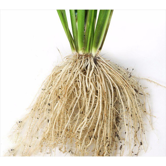 Phân bón lá Atonika Green Grow Organic - Thuốc kích rễ Atonik kích thích sinh trưởng kích hạt giống rau nảy mầm MS119