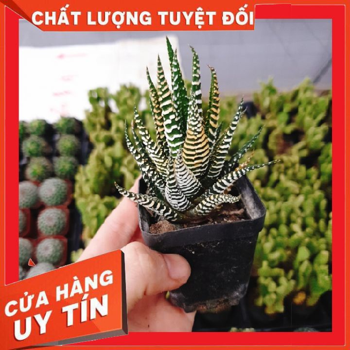 Cây móng rồng ❌ FREE SHIP❌  Xuất xứ Đà Lạt, đã thuần khí hậu