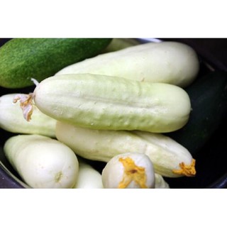 - Hạt giống dưa chuột trắng nhập khẩu