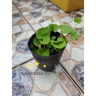Cây rau má lá nhỏ 4 gốc ( không chậu)