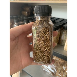 [Chai10k] Sâu gạo dành cho hamsters