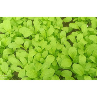Hạt giống Cải bẹ xanh mỡ ăn non
