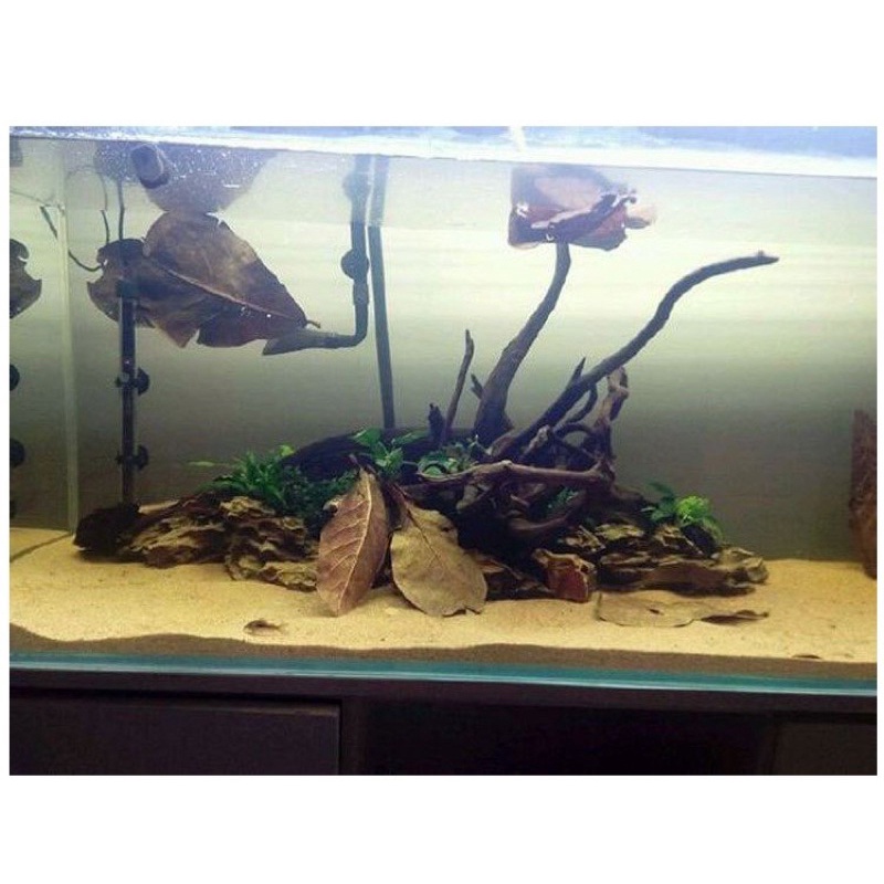Lá bàng khô cho cá cảnh Betta và Guppy, trang trí hồ cá
