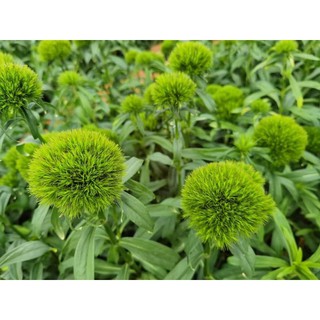 Cây Giống Cẩm Chướng Green Whisky