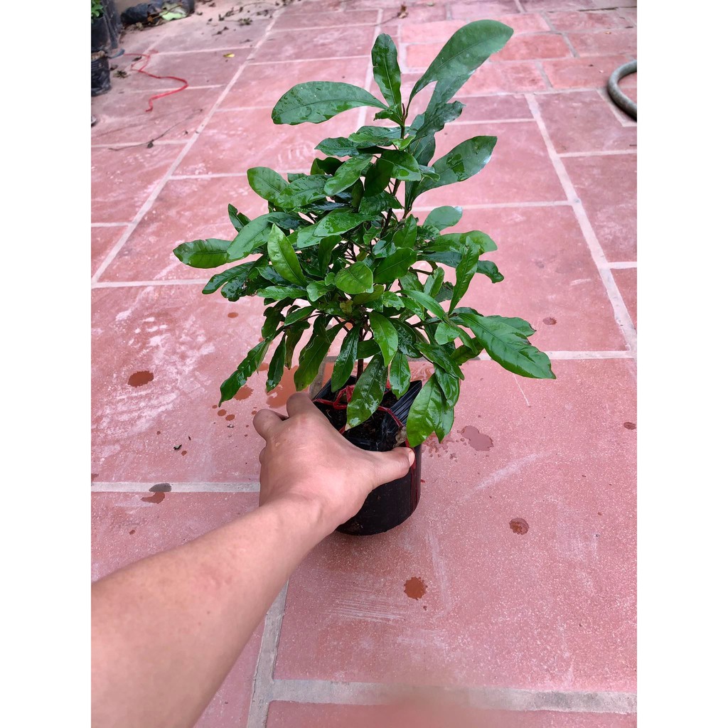 Cây thần kì cao 40-50 cm (ảnh thật).