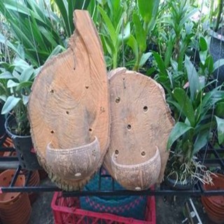 chậu gỗ gáo dừa trồng lan