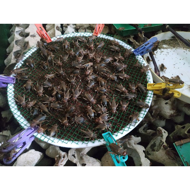Trứng dế thái vàng cho chim, gà, cá, chuột, hamster, ếch, lươn, rắn..