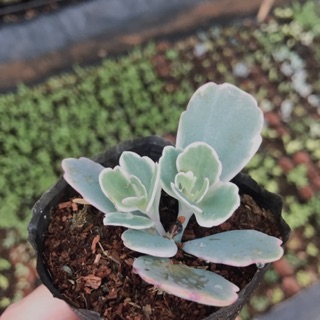 Sen đá sống đời giống mới