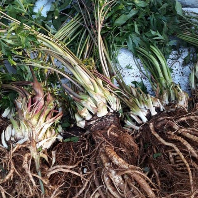 SÂM ĐƯƠNG QUY- SÂM CỦA NGƯỜI VIỆT- THƠM NGON MÁT BỔ