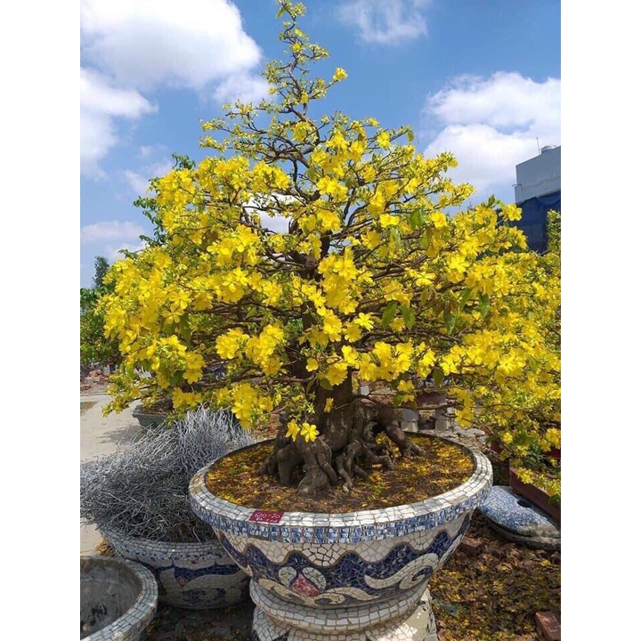 Phân Bón Rụng Lá Mai Max Flower Gói 100g - Rụng Lá Đồng Loạt Theo Cơ Chế Tự Nhiên, Không Suy Cây