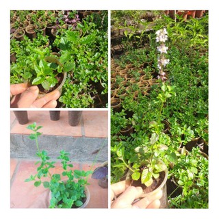 Cây sương sáo (làm thạch đen sương sáo)