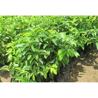 CÂY BƠ GIỐNG SÁP DA XANH SIÊU SỚM