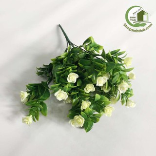 Bụi cây hoa nhài