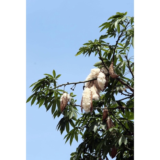 Gối cho bé lớn từ bông gạo tự nhiên  cỡ 55x39cm