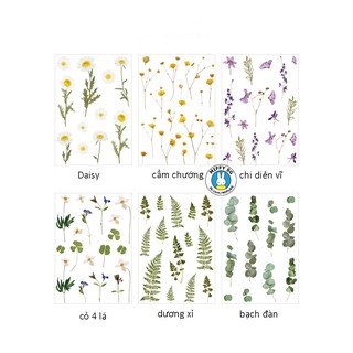 Bộ PET sticker HOA CỎ MÙA XUÂN