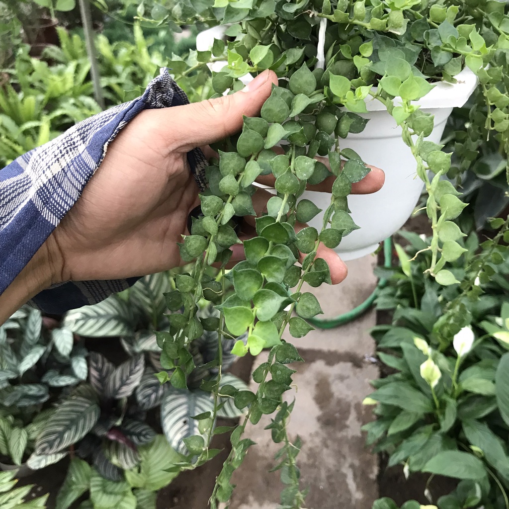 Cây lan tim - lan tim trồng chậu treo buông dài 20cm lá cứng hình trái tim bắt mắt thích hợp trang trí sân vườn