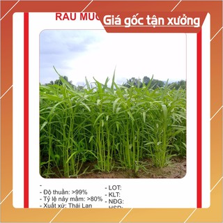 Hạt giống rau muống cao sản 50gr hạt giống