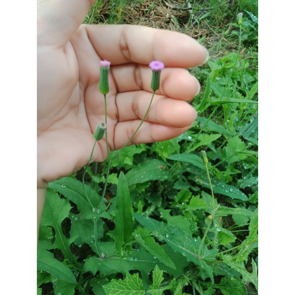5 cây giống rau mặt trăng