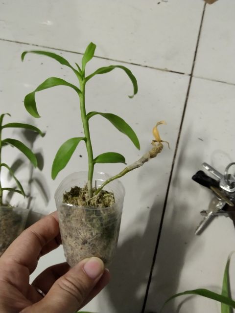 Lan Phi Điệp Giả Hạc Tím hàng mô Thái Lan