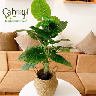 Cây Giả - Cây Khoai Nước Cỡ Lớn 85cm