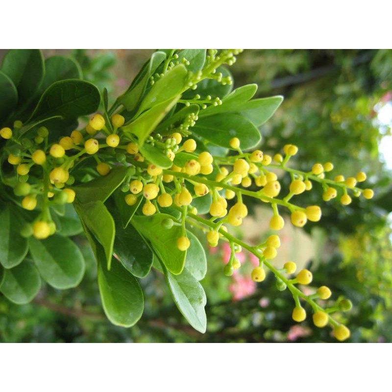 CÂY NGÂU HOA VÀNG TẠO HÌNH THÁP, CÂY CAO 70CM-1M