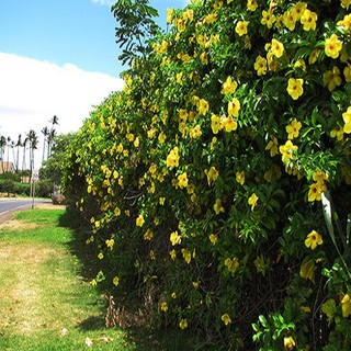 Cây hoa huỳnh anh vàng leo giàn đang ra hoa