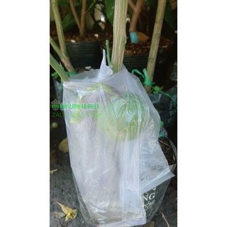 Cây Bưởi Cao 1m (chỉ giao hcm)