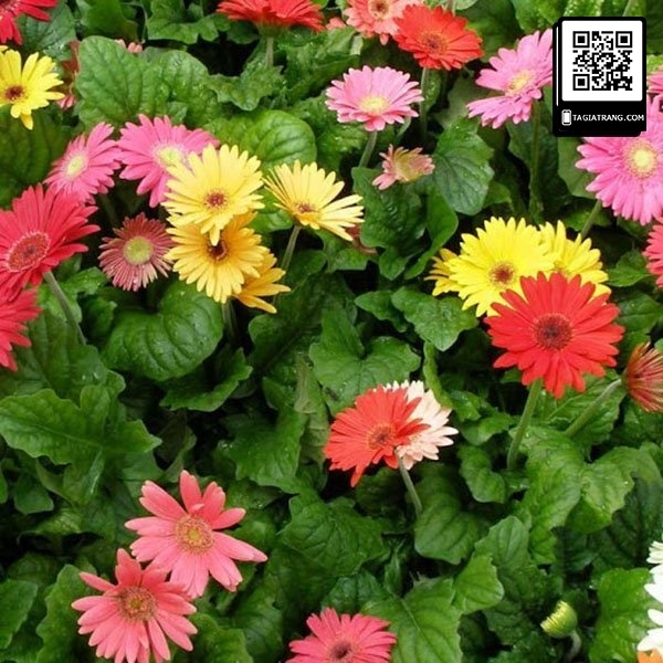 Hạt giống hoa đồng tiền mix