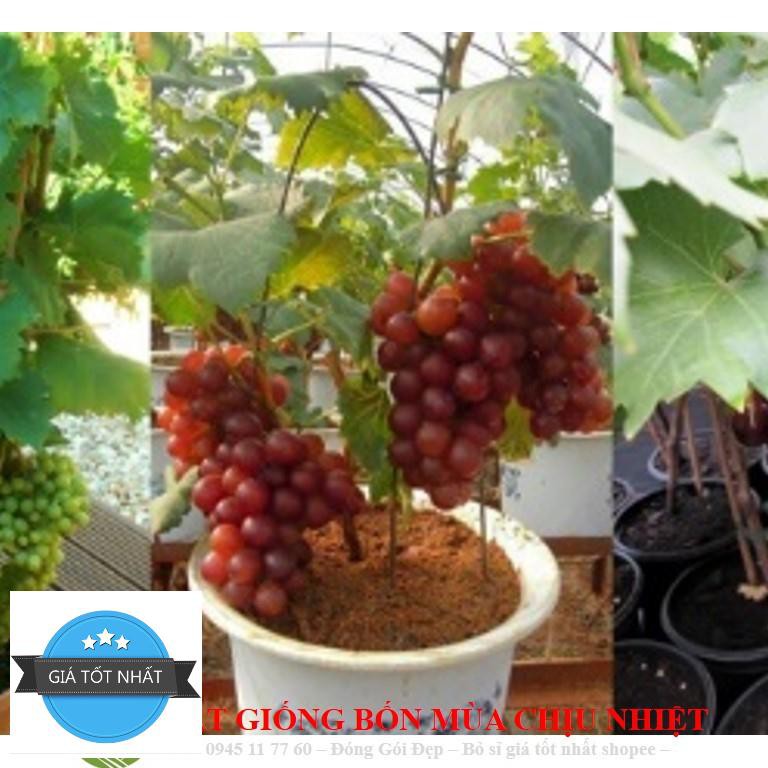 Hạt giống Nho pháp (10 hạt)