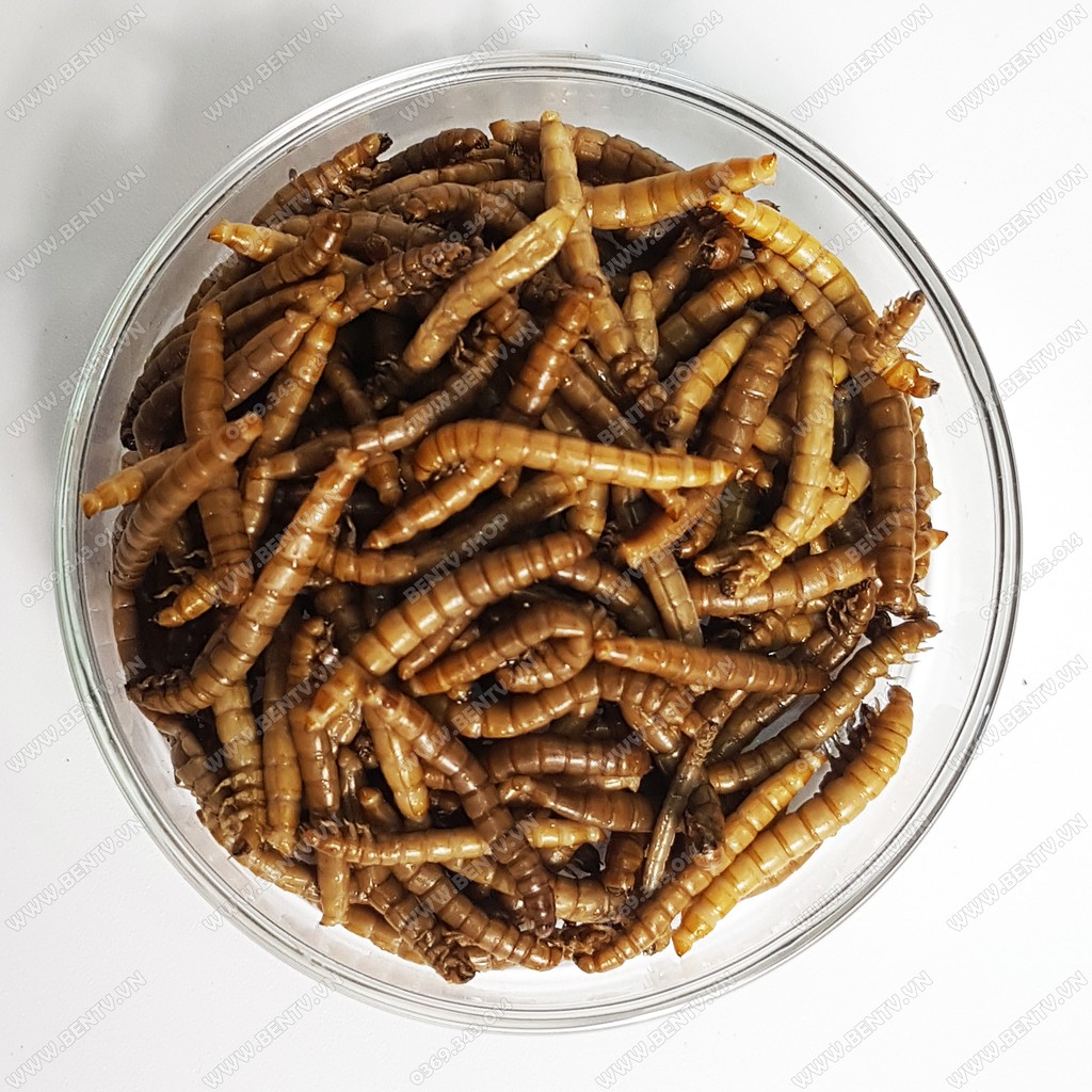 Thức Ăn Cá Rồng Hồng Két - Sâu Mealworm Tiệt Trùng (140g)