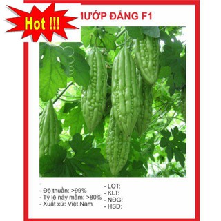 Hạt Giông Mướp Đắng 10 Hạt