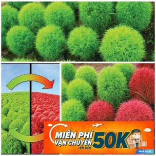 100 Hạt giống hoa Cỏ Đổi màu (tặng gói kích nẩy mầm và hướng dẫn)