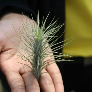 Không khí  đuôi cáo - Hồ  Ly (Tillandsia funckiana)