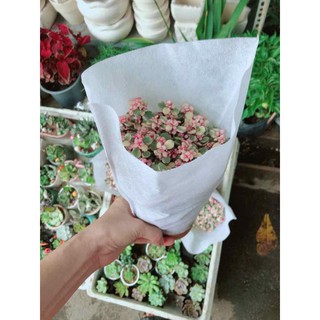 Đô la hồng Bán Chạy