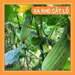 Hạt giống Dưa chuột nếp thơm