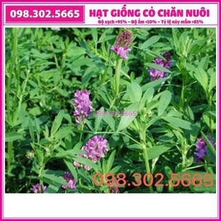 Hạt giống cỏ chăn nuôi Alfalfa linh lăng siêu dinh dưỡng - gói 200g năng suất cao, dinh dưỡng lớn