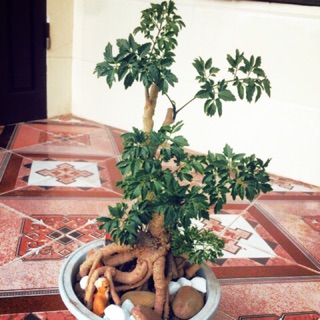 Combo 2 Cây Đinh Lăng Bonsai