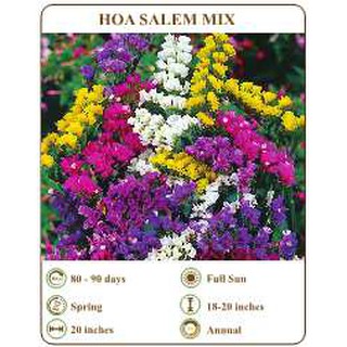 Hạt giống hoa salem mix - THE XANH