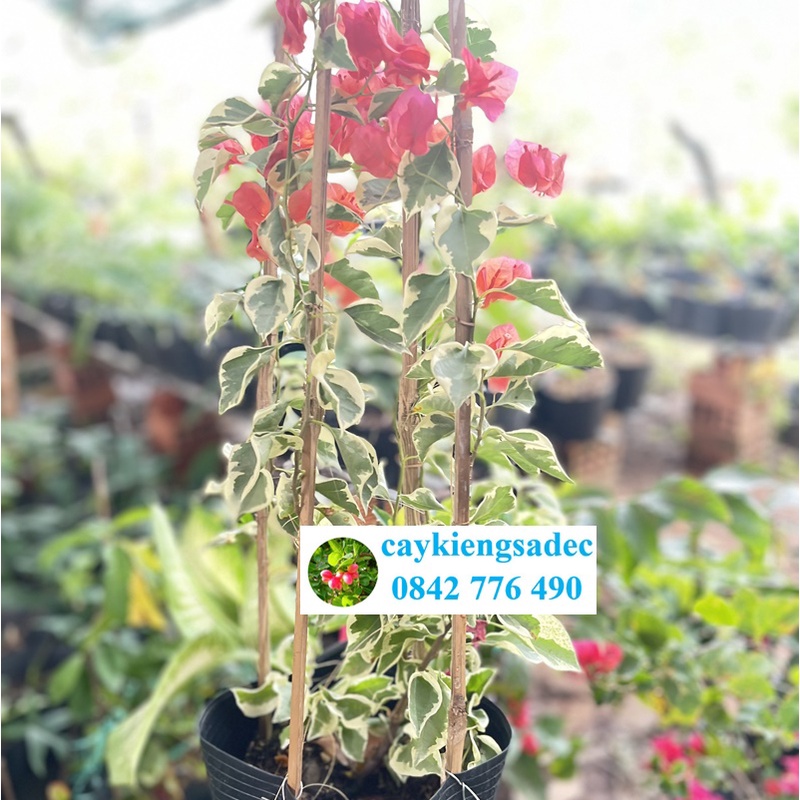 caykiengsadec Cây hoa giấy cẩm thạch màu đỏ + Tặng Phân Bón - hoa kiểng lá trang trí nội thất cảnh quan sân vườn