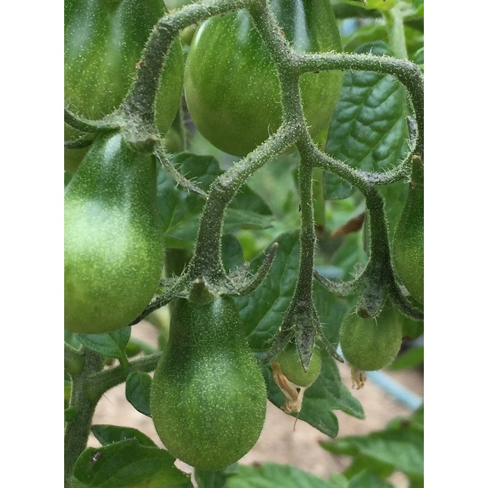 Hạt Giống Cà Chua Hồ Lô Siêu Trái F1 Loại dễ trồng năng suất cao chống sâu bệnh