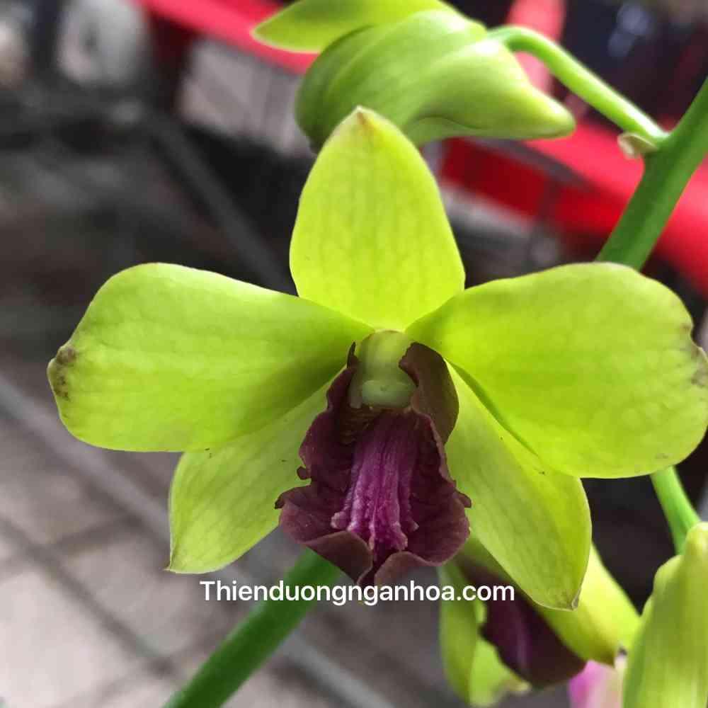 Hoa Lan Dendro Màu Xanh Lưỡi Tím, chậu cây trưởng thành, nhiều thân, cây to khỏe