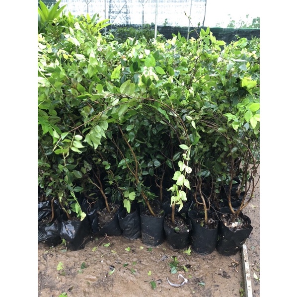 Cây Nho thân gỗ tứ quý siêu trái