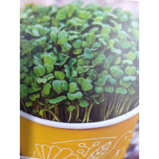 1KG Hạt Giống Rau Mầm Cải Ngọt (| Y10*W63)